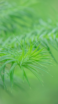 Green natural plants