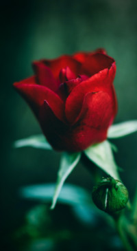 Red Roses (25)