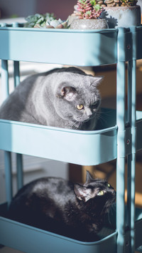 How to make your cat not boring 36