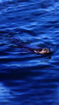 Seagulls in the water-01