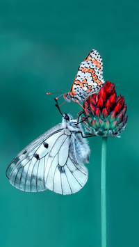 Yunnan butterfly resort 67