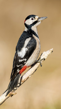 Great Spotted Woodpecker