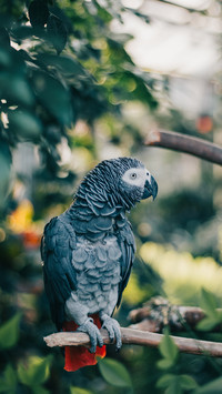 Parrot (5)