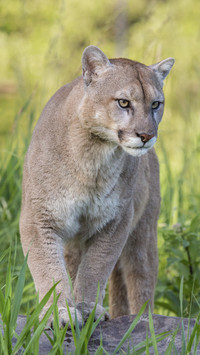 Cougar