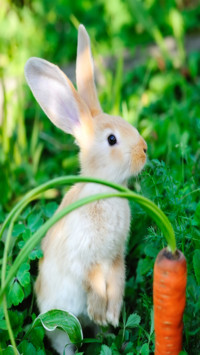 Rabbit (2)