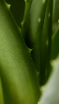 PAIXIN-plant (12)