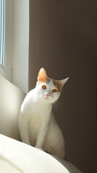 White cat sitting by the window