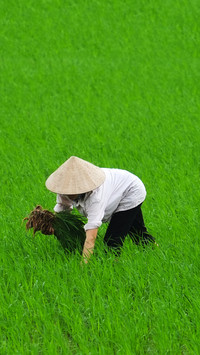 Working in the fields