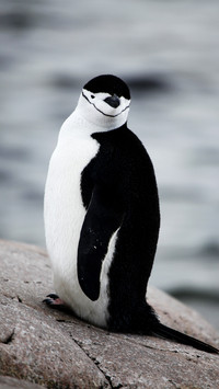 Antarctic hatband penguin fishing