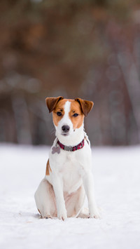 Jack Russell Terrier breed dog with winter forest