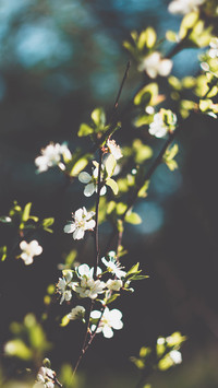 Flowers and plants