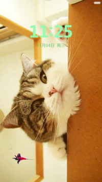 好多猫（动态解锁）