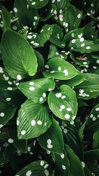 international_plant (11)