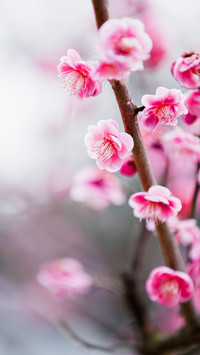 梅花-【视觉中国】