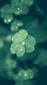 international_plant (7)