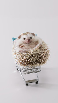 How much do you know about hedgehog 6