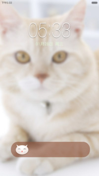 猫小姐