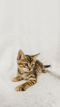 Kitten striped sitting on a white background