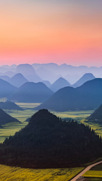 Landscape vegetation