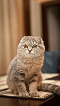 Cat hair itself does not cause allergies 0