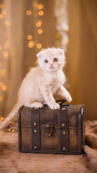 猫咪拍摄完全攻略