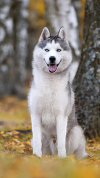 Dog196