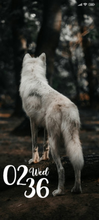 White Dog