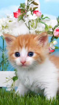 资深“猫奴”的共同点
