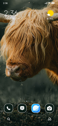 Highland Cattle