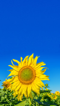 Blooming Flowers