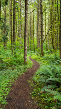 Forest Country