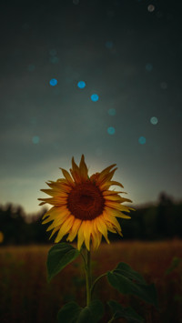 Selected  For You (7)