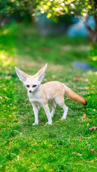 The big ears come with a builtin heat dissipation wonder