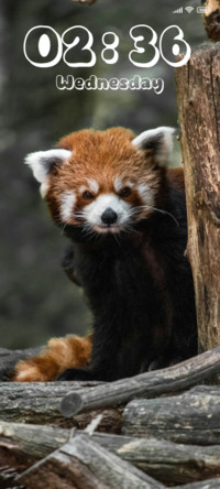 Baby Panda
