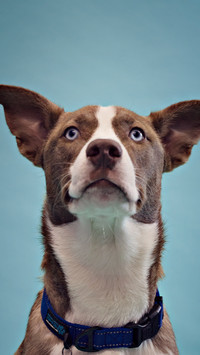好勇斗狠的比特犬