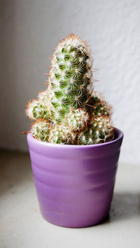 Cactus 6
