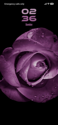 Purple Rose
