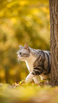 A walking kitten