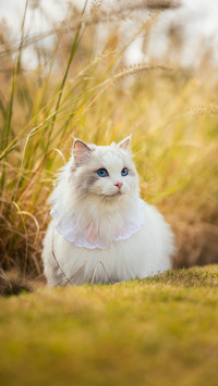 Why are cats more picky eaters than dogs
