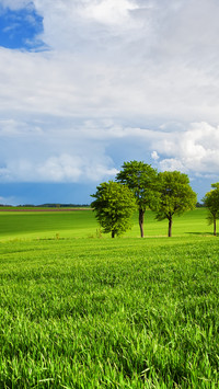 Green grass and blue sky