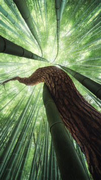 Symbiosis