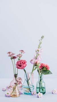 Extend the storage time of carnations 3