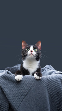 猫咪眼中的人类密码