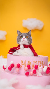 猫咪生病的表现