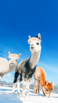 Group of alpacas in winter. South American camelid
