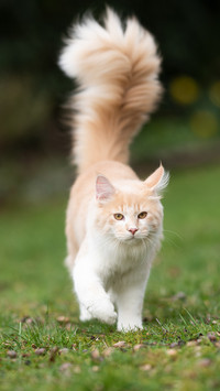 小猫咪舌头的神奇功能