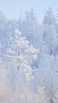 When snow falls quietly in the forest