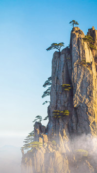Huangshan pine 45