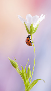 India-ladybug