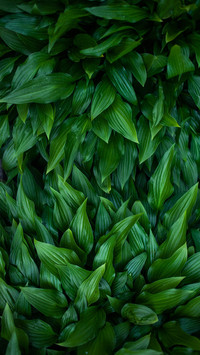 Green eye protection wallpaper